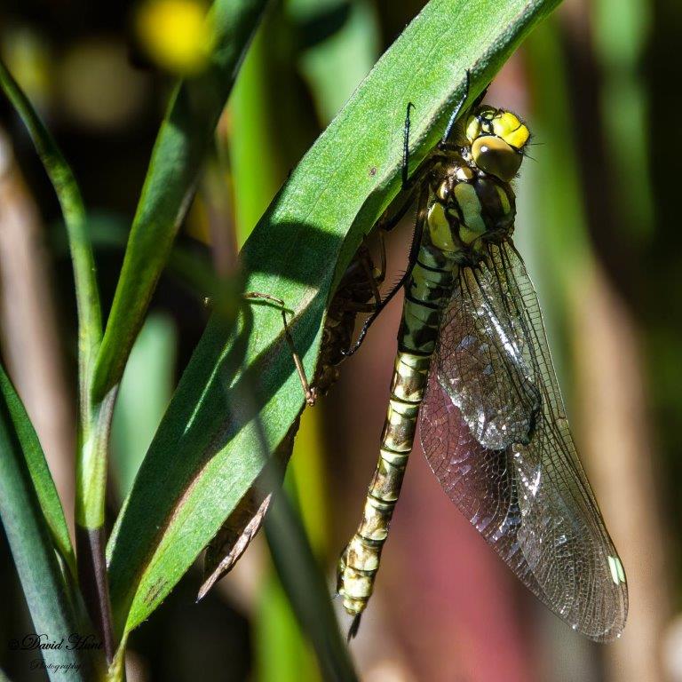 Hawker dragonfly, photo by David Hunt